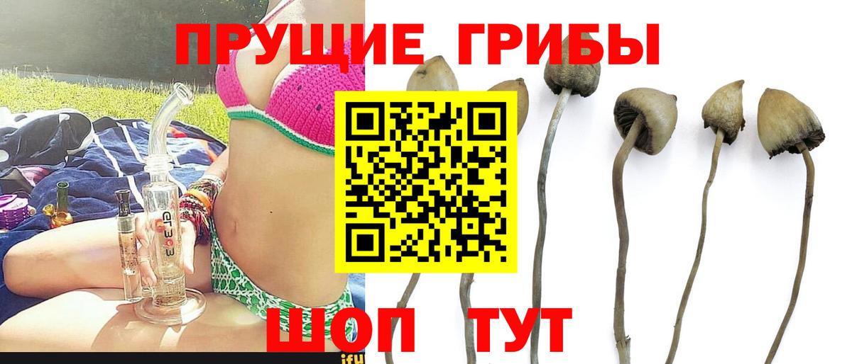 где можно купить наркотик  Галлюциногенные грибы Psilocybine cubensis  Вход с VPN  Курчатов 